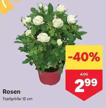 MPreis Rosen Angebot
