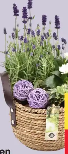 MPreis Arrangement Muttertag Angebot