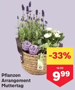 MPreis Pflanzen Arrangement Muttertag Angebot