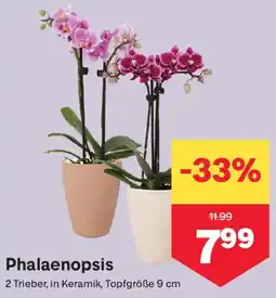 MPreis Phalaenopsis Angebot