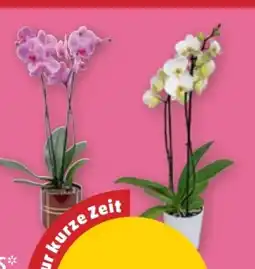 PENNY Orchideen Phalaenopsis Angebot