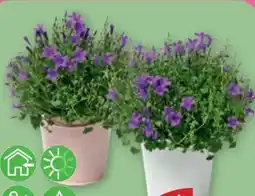 PENNY Glockenblume Angebot