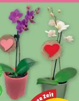 PENNY Mini-Orchidee Angebot