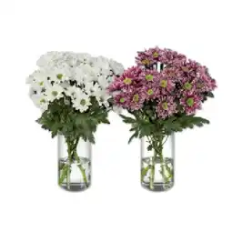 Lidl Chrysanthemen Lidl Angebot