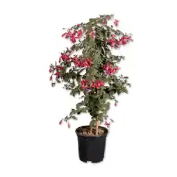 Lidl Fuchsienhochstamm Verschiedene Blütenfarben Lidl Angebot