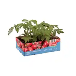 Lidl Tomatenpflanzen Strauch-, Fleisch- oder Ovaltomaten Lidl Angebot