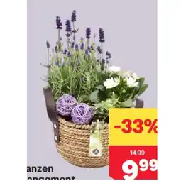 MPreis Pflanzen Arrangement Muttertag MPREIS Angebot