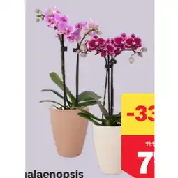 MPreis Phalaenopsis 2 Trieber, in Keramik, Topfgröße 9 cm MPREIS Angebot