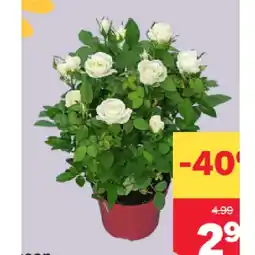 MPreis Rosen Topfgröße 12 cm MPREIS Angebot
