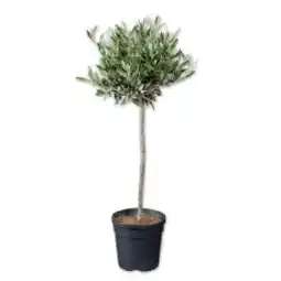 Lidl Oliven Stamm Lidl Angebot