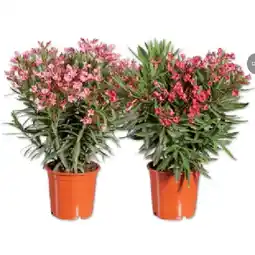 Lidl Oleander XL Lidl APP Preis Angebot