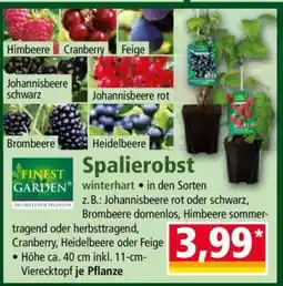 Norma Spalierobst Angebot