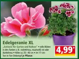 Norma Edelgeranie XL Angebot