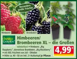 Norma Himbeeren/Brombeeren XL – die Großen Angebot