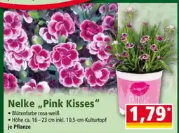 Norma Nelke „Pink Kisses“ Angebot
