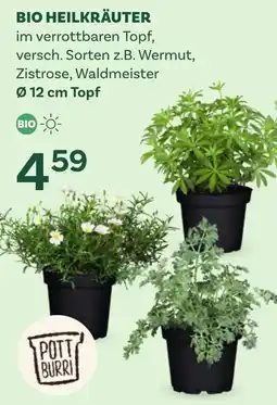Bellaflora Bio heilkräuter Angebot