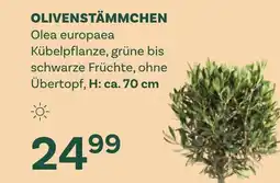 Bellaflora Olivenstämmchen olea europaea Angebot