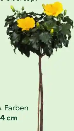 Bellaflora Roseneibisch stamm hibiscus rosa sinensis Angebot