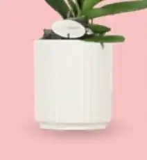 Bellaflora Übertopf molise aquo Angebot