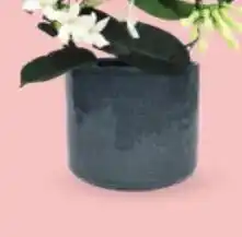 Bellaflora Topf espuma Angebot