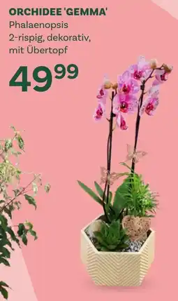 Bellaflora Orchidee gemma phalaenopsis Angebot