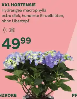 Bellaflora Xxl hortensie hydrangea macrophylla Angebot