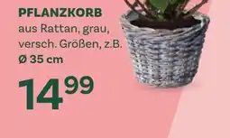 Bellaflora Pflanzkorb Angebot