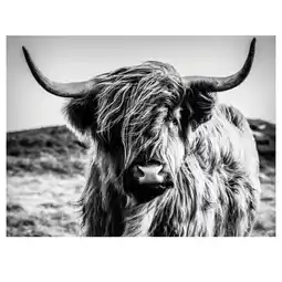 XXXLutz Keilrahmenbild „Highland Cow“ 57211824 XXXLutz Angebot