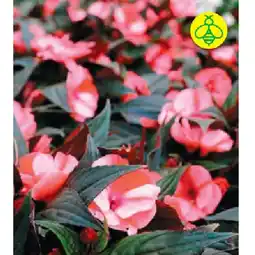 BayWa Sonnenlieschen 30941780 BayWa Angebot