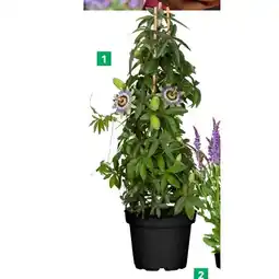 BayWa Passionsblume 42782495 BayWa Angebot