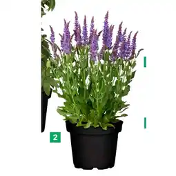 BayWa Ziersalbei 9383070 BayWa Angebot