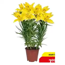 BayWa Gartenlilien 9126518 BayWa Angebot