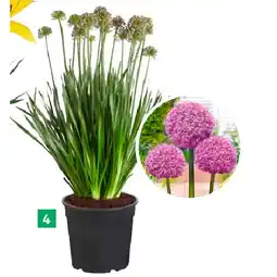 BayWa Zierlauch 9126505 BayWa Angebot