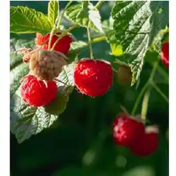 BayWa Himbeeren verschiedene Sorten 9095857 BayWa Angebot