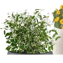 BayWa Schneezauber BayWa Angebot