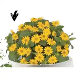 BayWa Husarenknopf BayWa Angebot