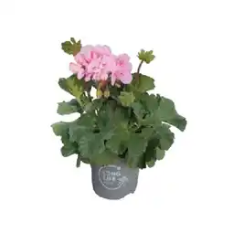 BayWa Geranie stehend Pelagronium zonale 30383081 BayWa Angebot