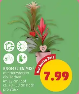 PENNY Bromelien mix Angebot