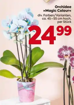 Billa Orchidee magic colour Angebot