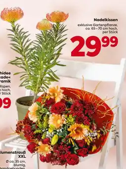Billa Nadelkissen Angebot