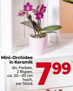 Billa Mini-orchidee in keramik Angebot