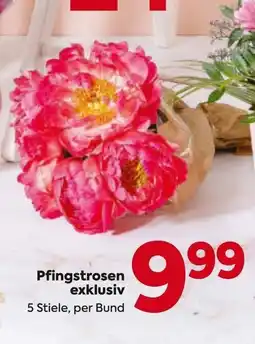 Billa Pfingstrosen exklusiv Angebot