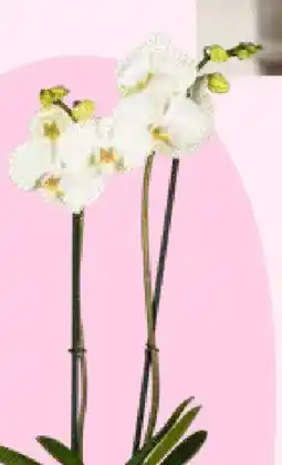Bellaflora Schmetterlingsorchidee Phalaenopsis Balanz Mix Angebot