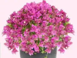 Bellaflora Bougainvillee Alex Bougainvillea glabra sanderiana Alex Busch Angebot