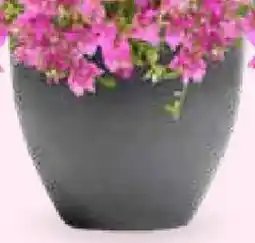 Bellaflora Pflanzgefäß Mailand Angebot