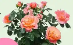 Bellaflora Beetrose Sugar Candy Rose Rose Sugar Candy Angebot