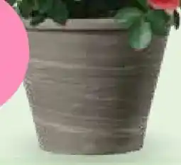 Bellaflora Deroma Pflanztopf Vasum Duo Angebot
