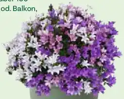 Bellaflora Glockenblume Ambella Trio Campanula Ambella Trio in patiopot Angebot