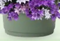 Bellaflora Teraplast Pflanzschale Lotus ink. Wasserreservoir Angebot