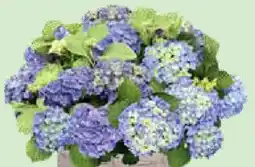 Bellaflora Gartenhortensie Hype Original Hydrangea Hype Original Angebot